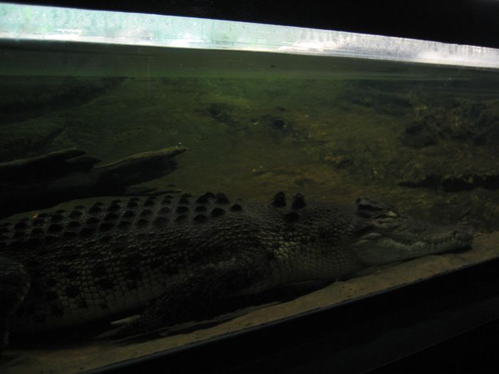 Krokodill i Aquarium