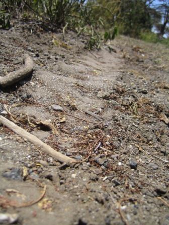 Track of a 5 m long Python