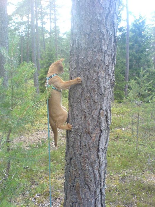 Tree climber!!