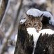 Bobcat Kitten, Flathead Valley, Montana