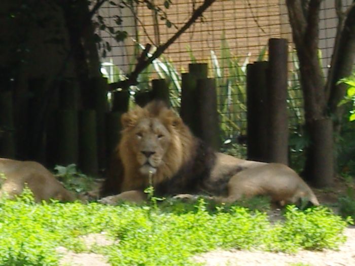 London Zoo 034