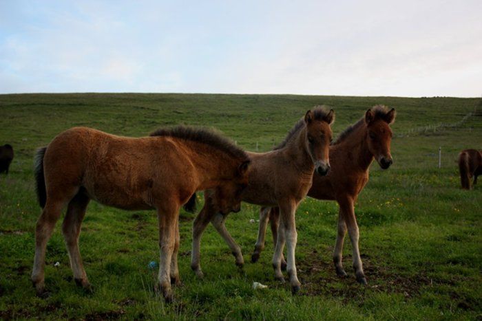 Foals of Tinna, Hrafntinna and Stssa