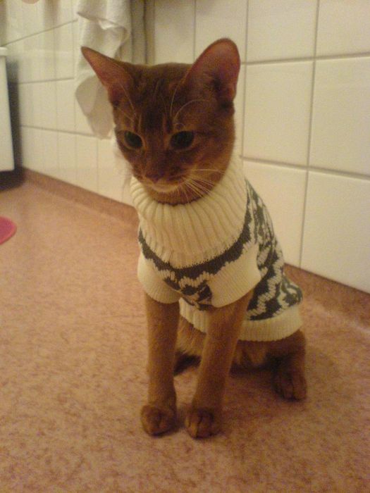 In his Polo
