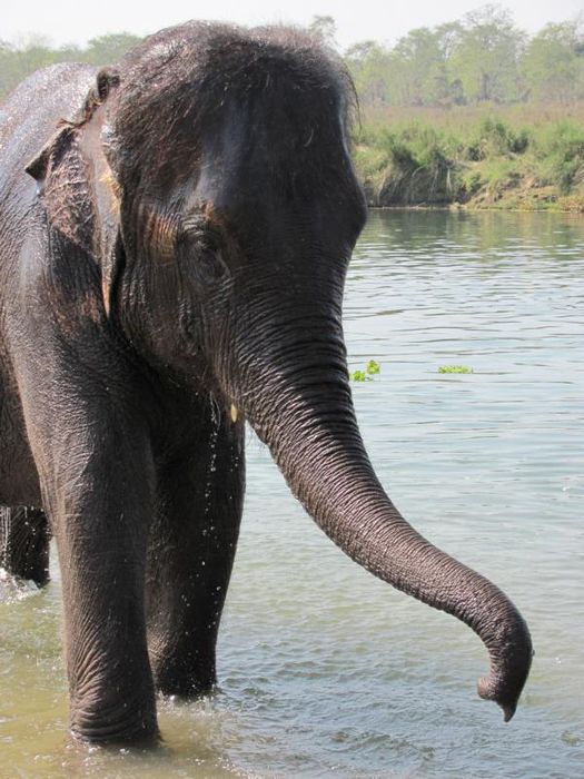 Chitwan National Park 045
