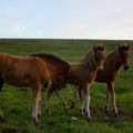 Foals of Tinna, Hrafntinna and Stássa
