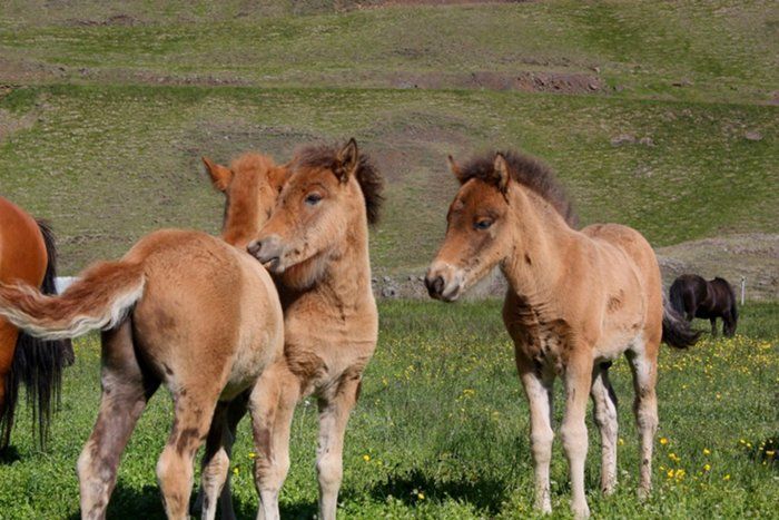 foals of Hrafntinna, Aga and Staka