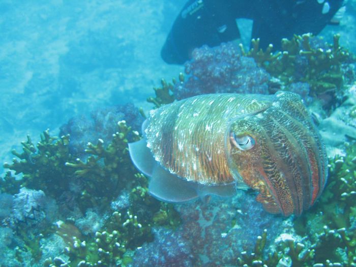 Cuttlefish
