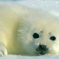seal-baby