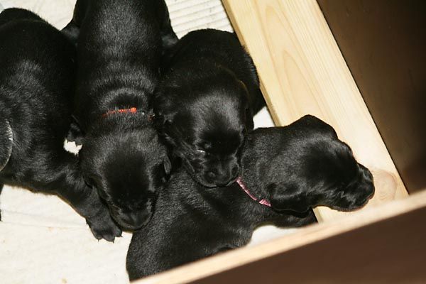 coco pups4 8mars