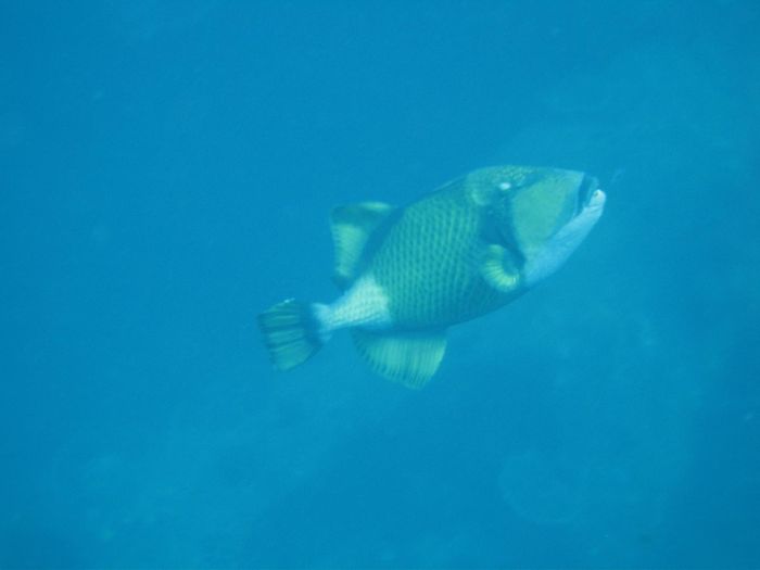 Triggerfish