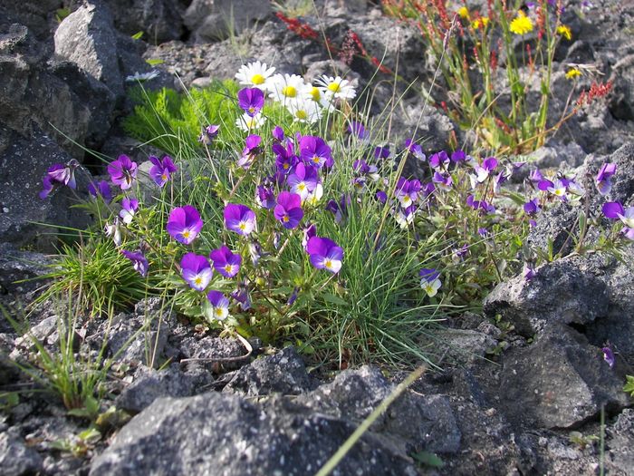 renningafjla  (Viola tricolor)