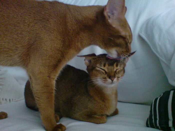 kiss, kiss