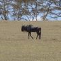 Gnu in Crescent Island