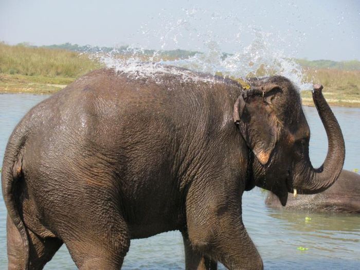 Chitwan National Park 042