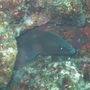 Moray eel