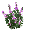 foxglove
