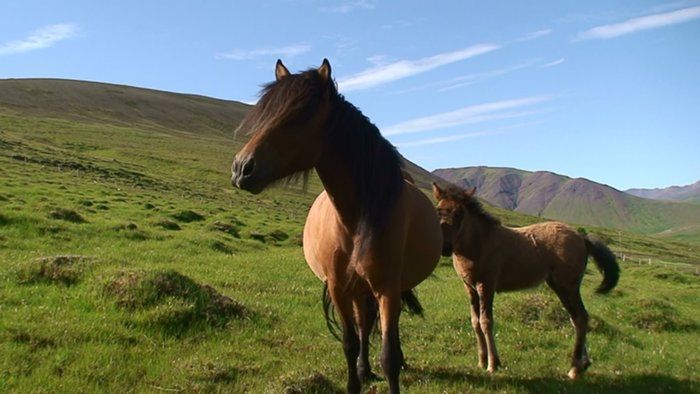 Staka and foal