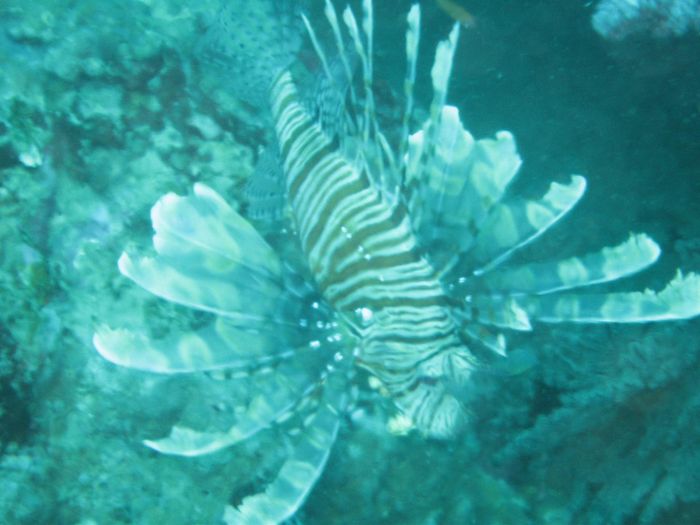 Lionfish (ljnsfiskur)