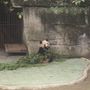 Panda ad gaeda ser a mat