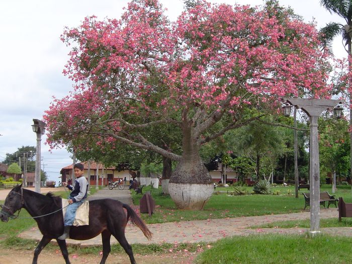 Conce San Javier 027