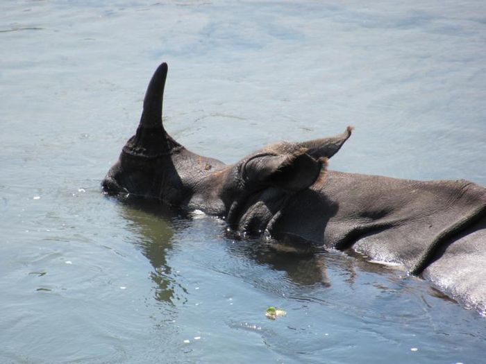Chitwan National Park 064