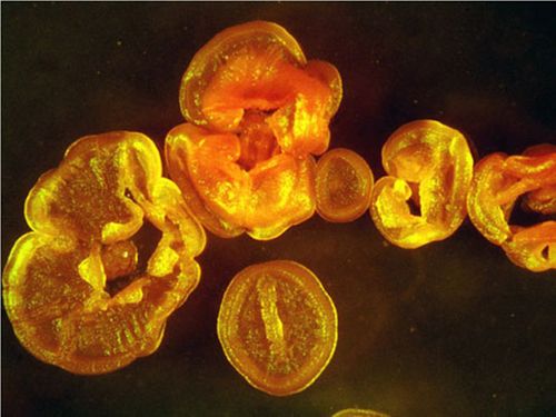 Micromonospora
