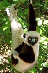 lemur CV 20090515102422
