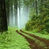 ...forest