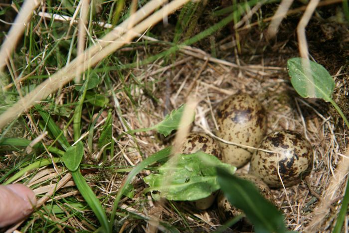 egg  hreiri  tjaldsvi vi Apavatn