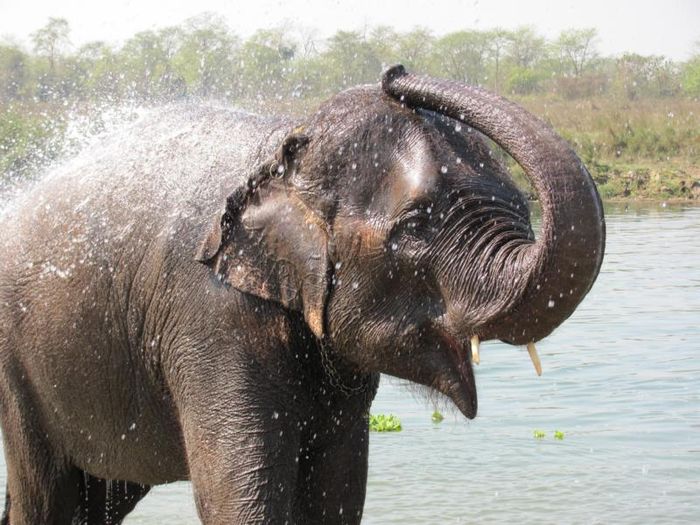 Chitwan National Park 044