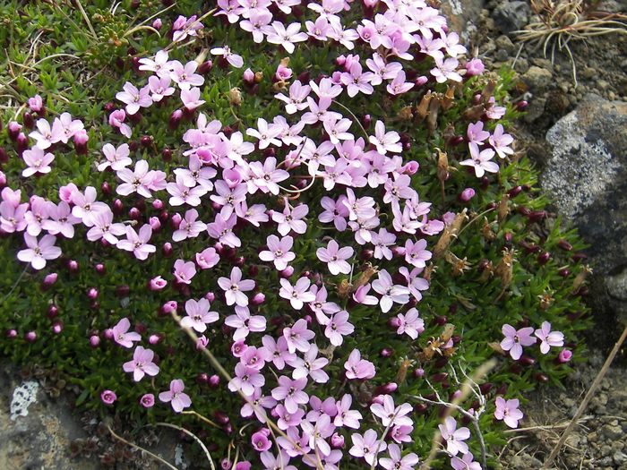 Lambagras ( Silene acaulis)