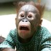 monkey