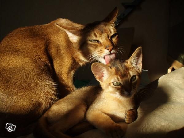 Not me or my family... but a grown abessinian