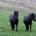 to the right,  and her full brother Askur to the left.
