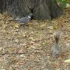 Pigeon plus Squirrel