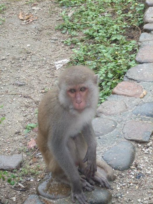 Monkey island 090