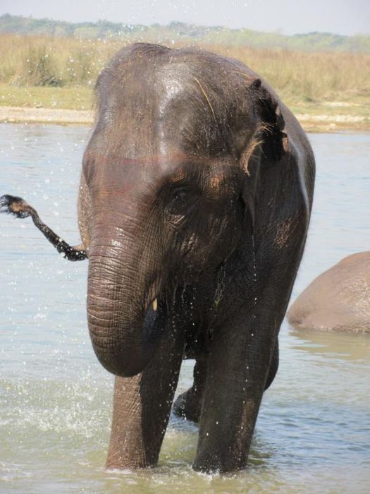 Chitwan National Park 038