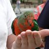 Australian king parrot