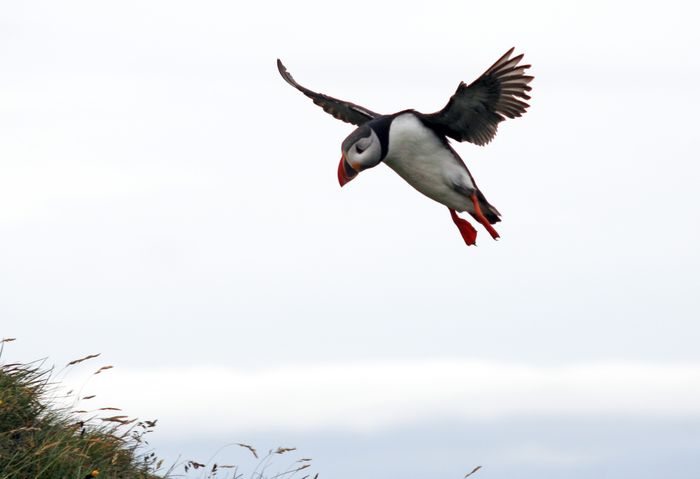 Puffin - Approach to land at Ltrabjarg, westfjords of Iceland