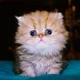 Fluppe (familie kat)
