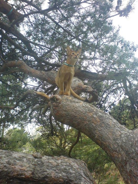 Lolo climbing tree!!