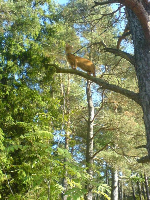 Puma in a tree