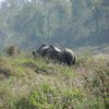 Chitwan National Park 073