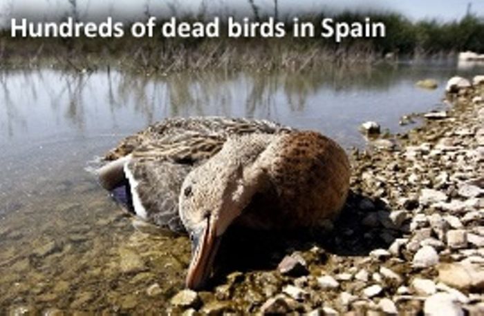 dead-birds-spain
