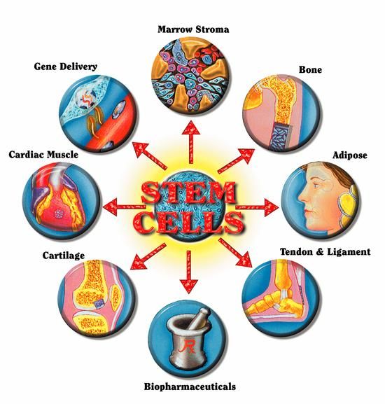Stem Cell Education - (2)