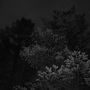 carpathian forest