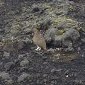 Ptarmigan awaiting for us at the bottom