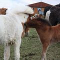 Kveðja and Tinna´s foal