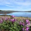 Eyrarrós