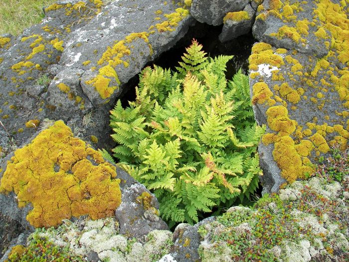 Dlaburkni (Dryopteris assimilis)